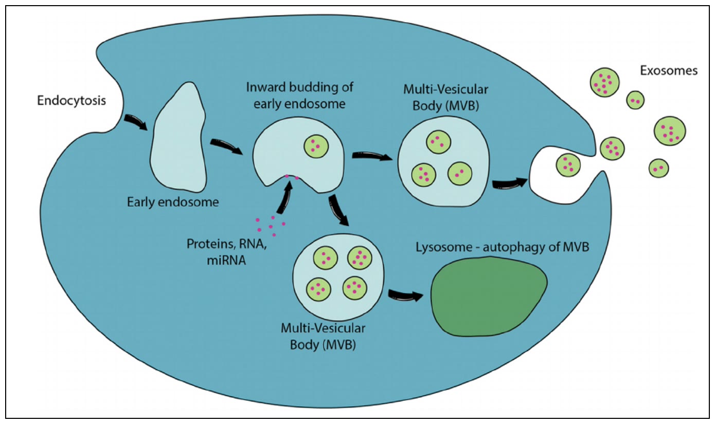 Ilustração anatômica: Exossomo (Exosomes)