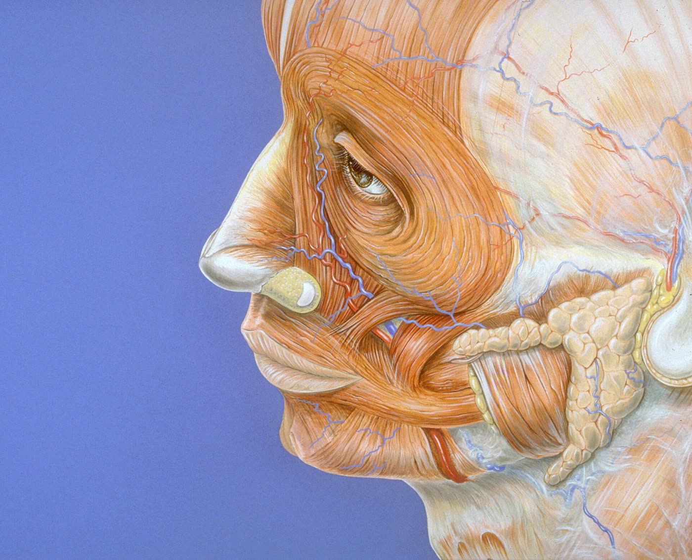 Ilustração anatômica: Face (Face)
