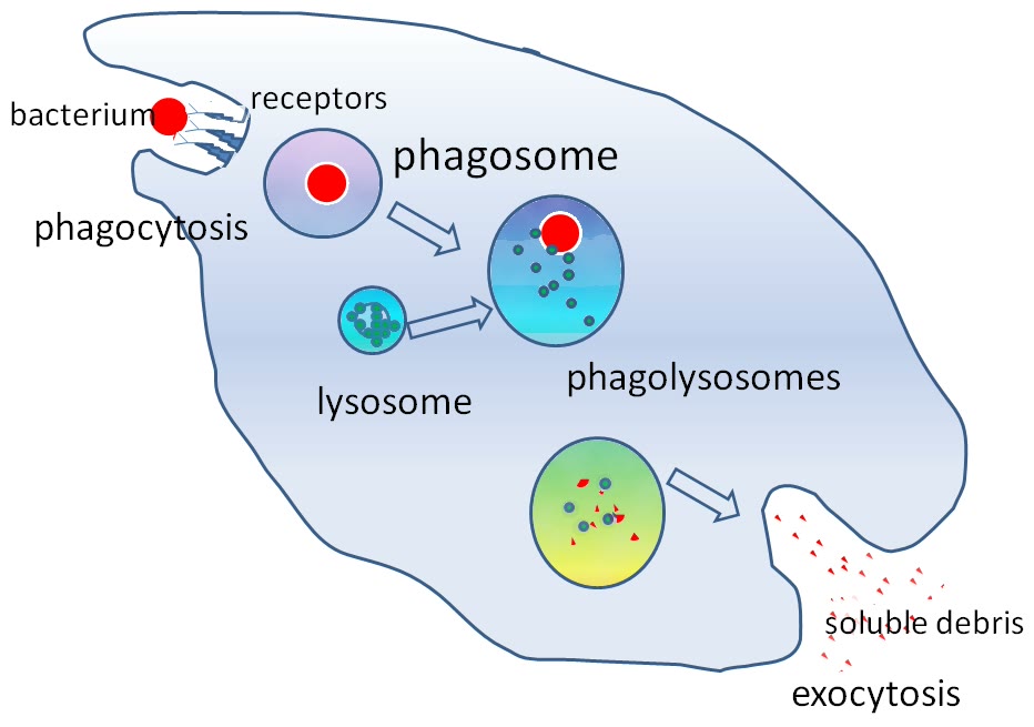 Ilustração anatômica: Fagócito (Phagocytes)