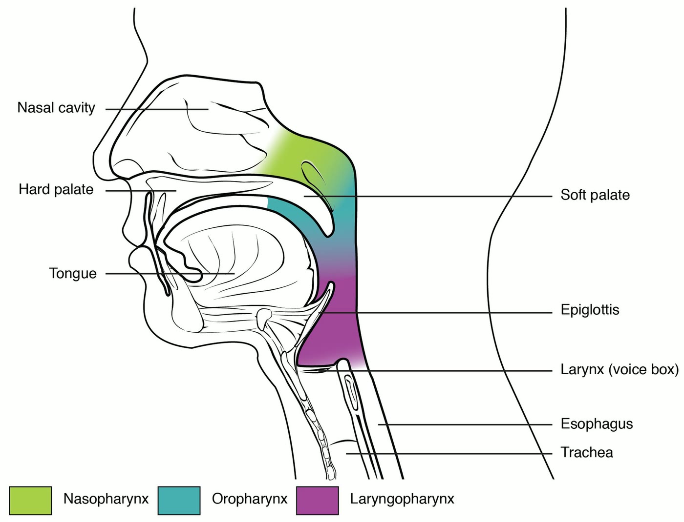 Ilustração anatômica: Faringe (Pharynx)