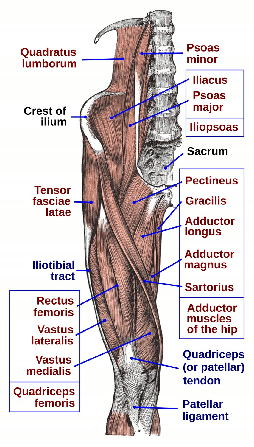 Ilustração anatômica: Fáscia lata (Fascia Lata)