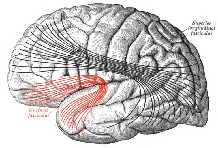 Ilustração anatômica: Fascículo uncinado (Uncinate Fasciculus)