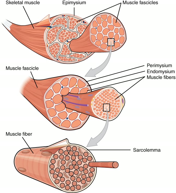 Ilustração anatômica: Fibra muscular esquelética (Muscle Fibers, Skeletal)
