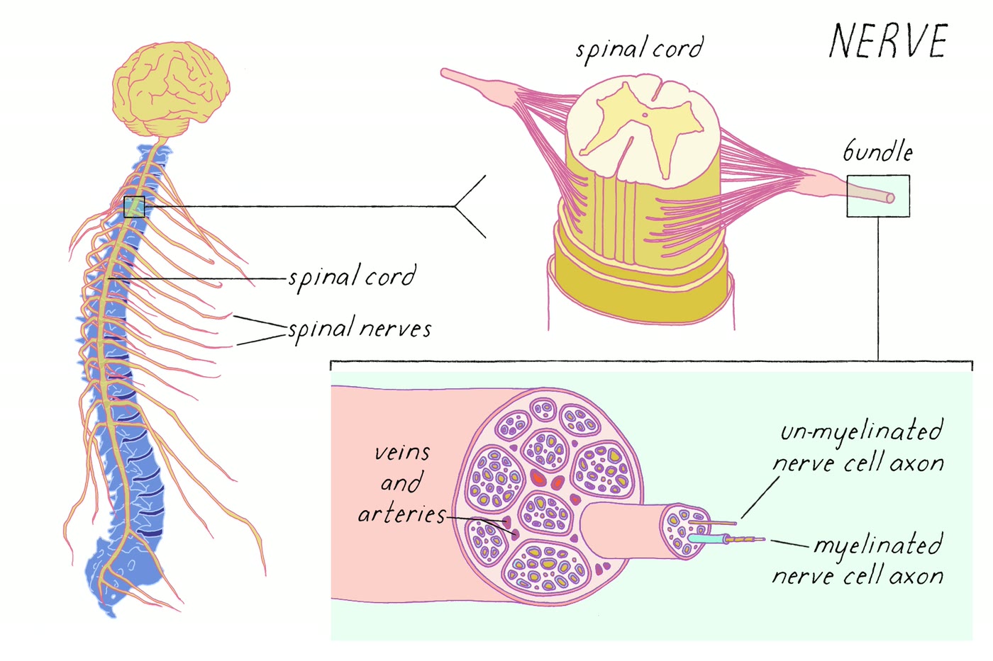 Ilustração anatômica: Fibra nervosa amielínica (Nerve Fibers, Unmyelinated)