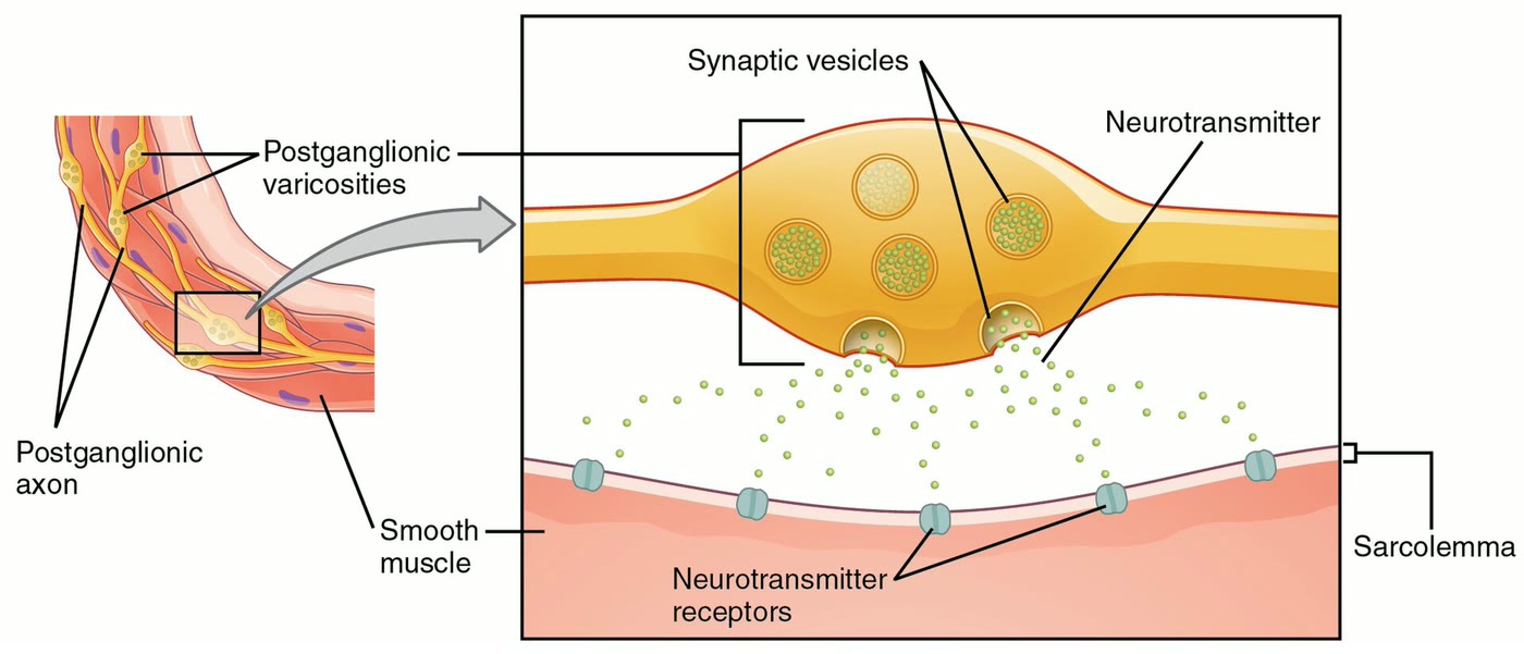 Ilustração anatômica: Fibra simpática pós-ganglionar (Sympathetic Fibers, Postganglionic)