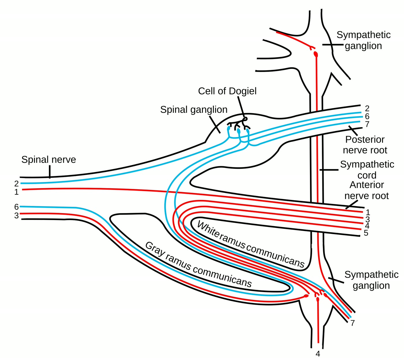 Ilustração anatômica: Fibras aferentes viscerais (Visceral Afferents)
