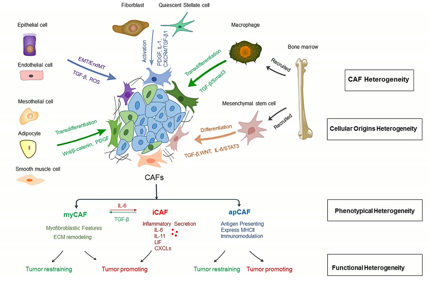 Ilustração anatômica: Fibroblasto associado ao câncer (Cancer-Associated Fibroblasts)