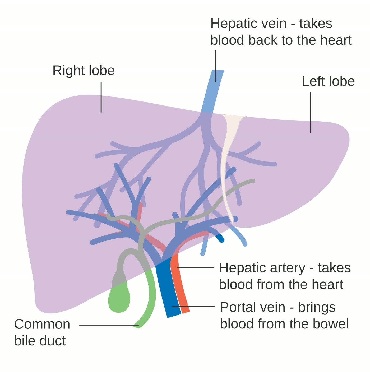 Ilustração anatômica: Fígado (Liver)