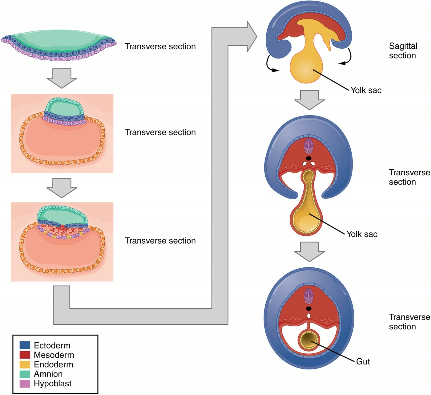 Ilustração anatômica: Folhetos germinativos (Germ Layers)