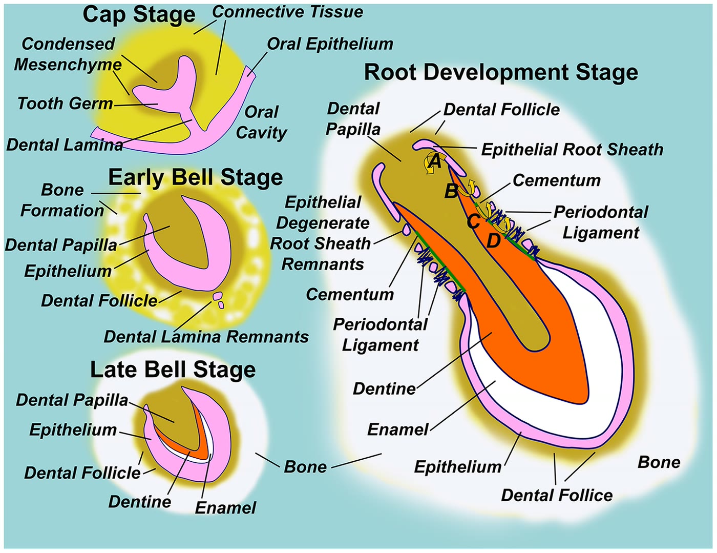 Ilustração anatômica: Folículo dentário (Dental Sac)