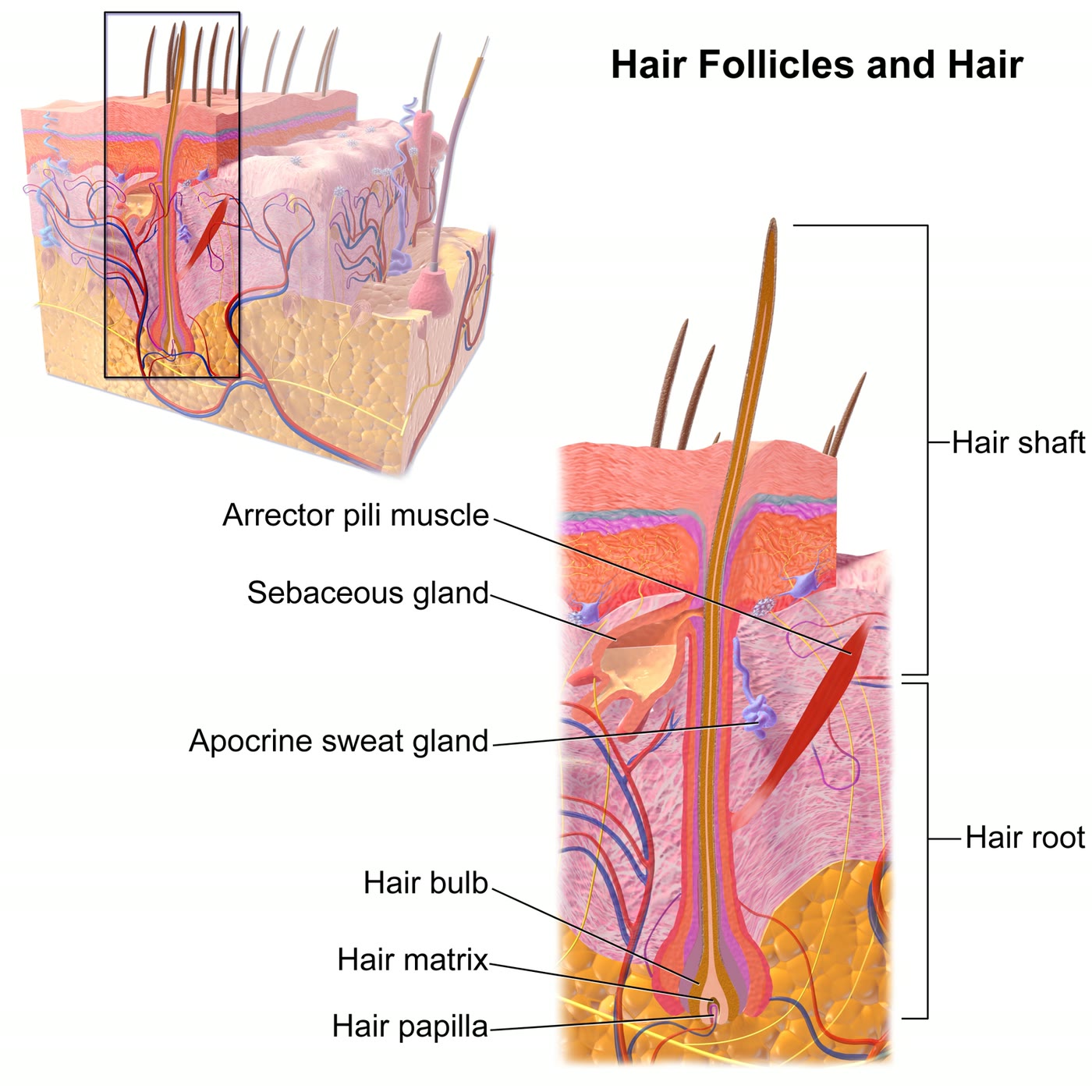 Ilustração anatômica: Folículo piloso (Hair follicle)