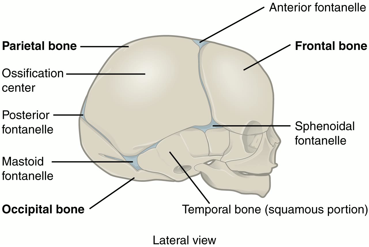 Ilustração anatômica: Fontanelas (Cranial Fontanelles)