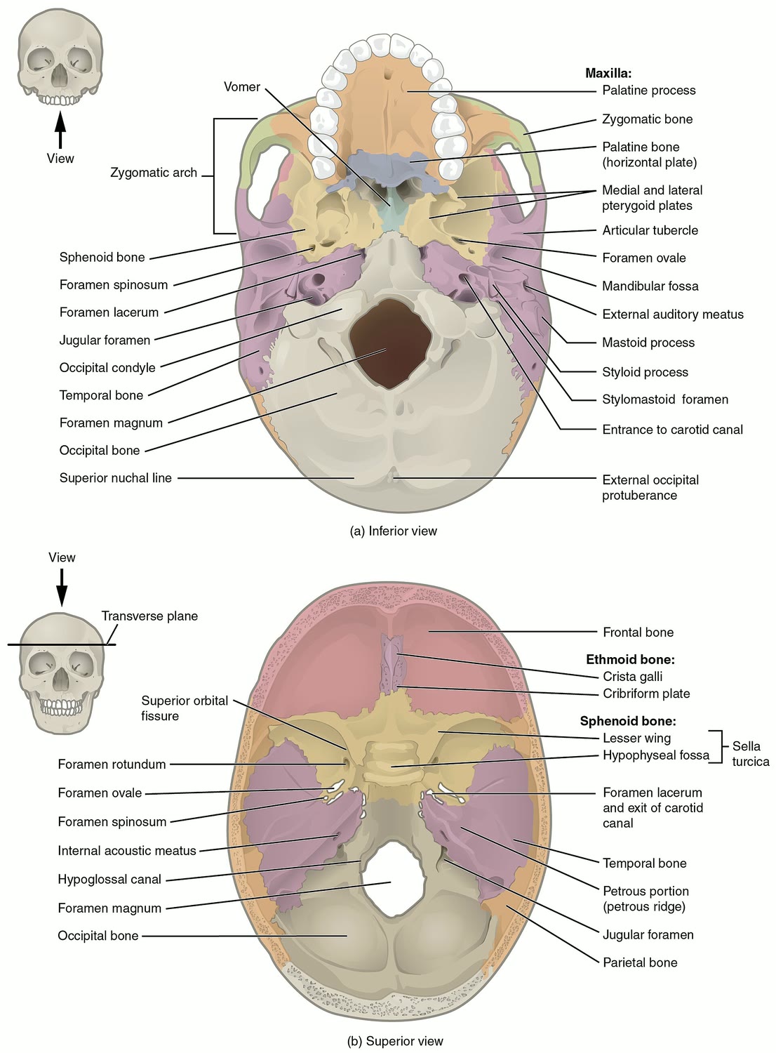 Ilustração anatômica: Forame magno (Foramen Magnum)
