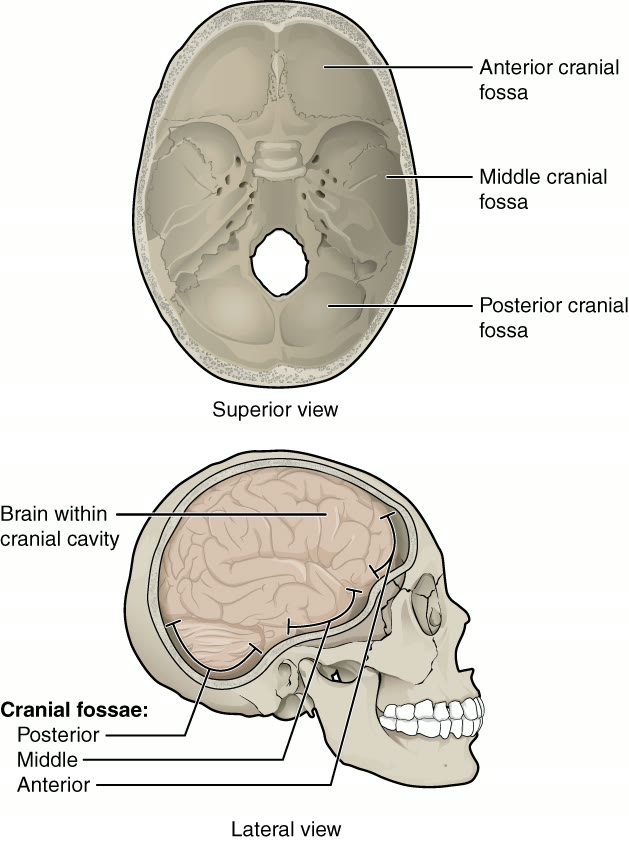 Ilustração anatômica: Fossa anterior do crânio (Cranial Fossa, Anterior)