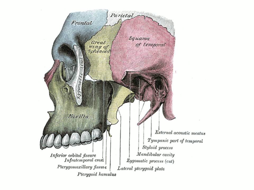 Ilustração anatômica: Fossa infratemporal (Infratemporal Fossa)