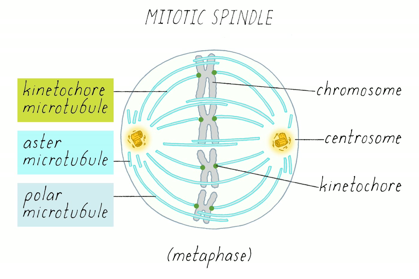 Ilustração anatômica: Fuso mitótico (Spindle Apparatus)