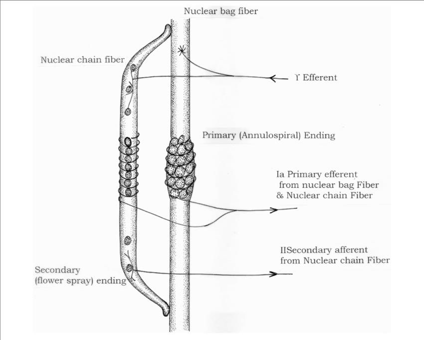 Ilustração anatômica: Fuso muscular (Muscle Spindles)
