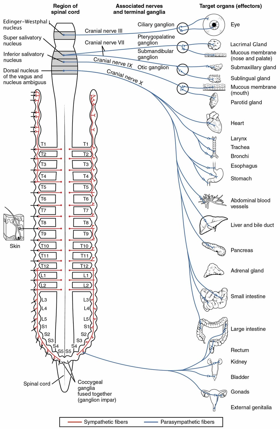 Ilustração anatômica: Gânglio autonômico (Ganglia, Autonomic)