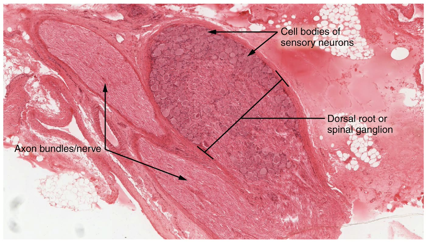 Ilustração anatômica: Gânglio espinhal (Ganglia, Spinal)