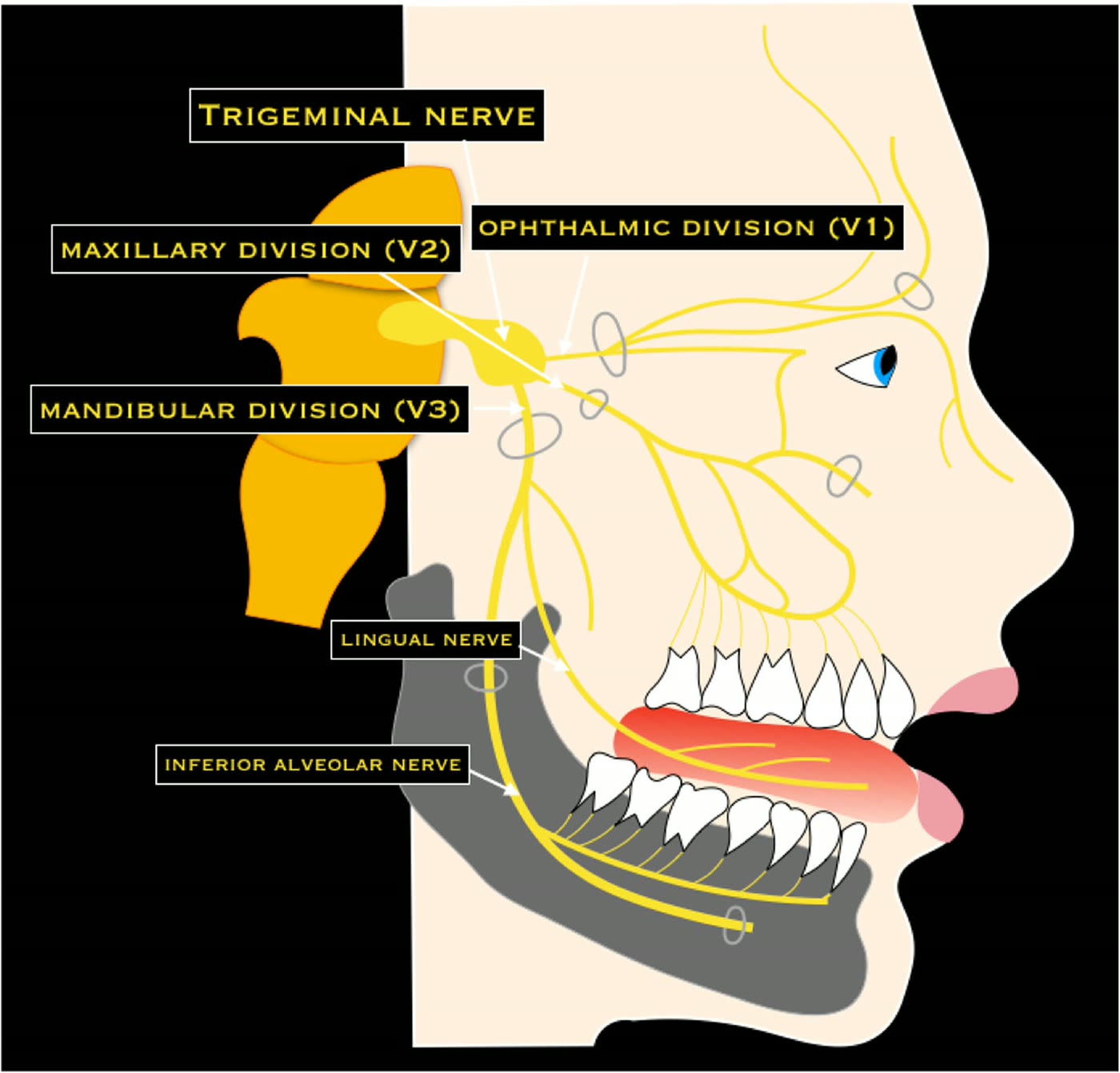 Ilustração anatômica: Gânglio trigeminal (Trigeminal Ganglion)
