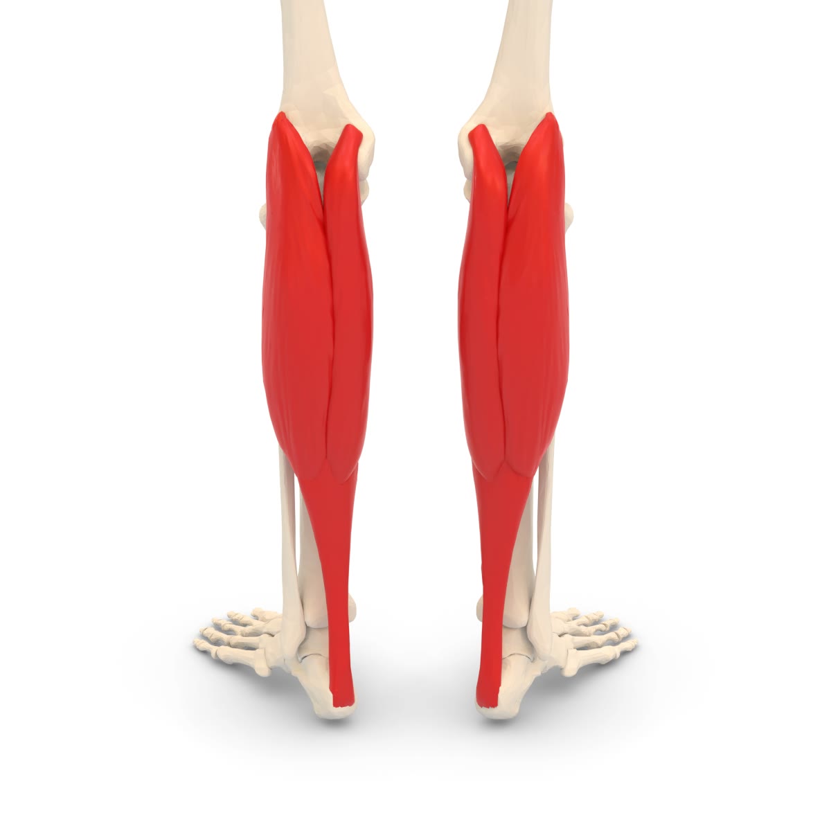 Ilustração anatômica: Gastrocnêmio (Gastrocnemius)
