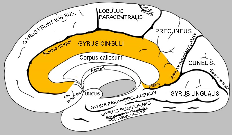 Ilustração anatômica: Giro do cíngulo (Gyrus Cinguli)