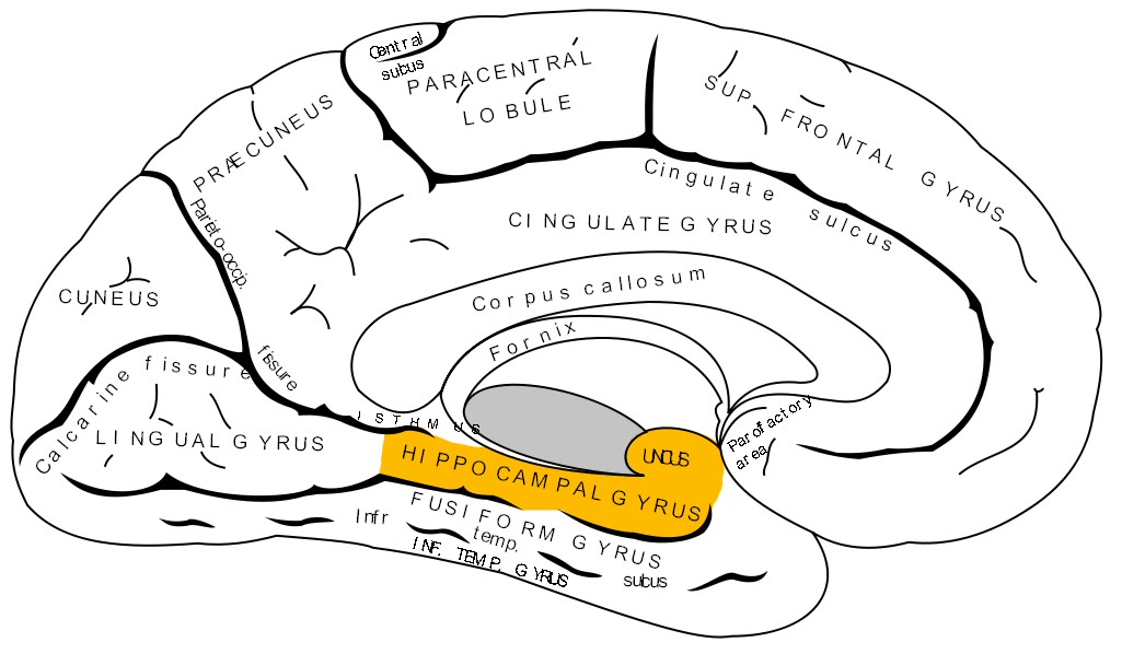 Ilustração anatômica: Giro para-hipocampal (Parahippocampal Gyrus)