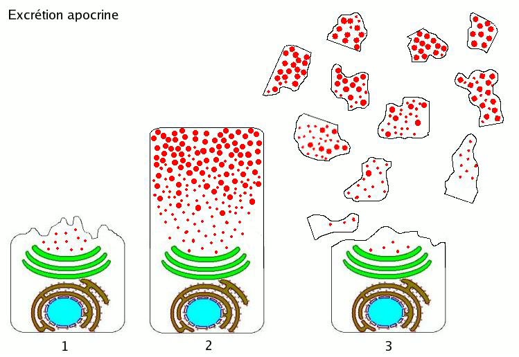Esquema de uma glândula sudorípara apócrina e de seu ducto junto ao folículo piloso