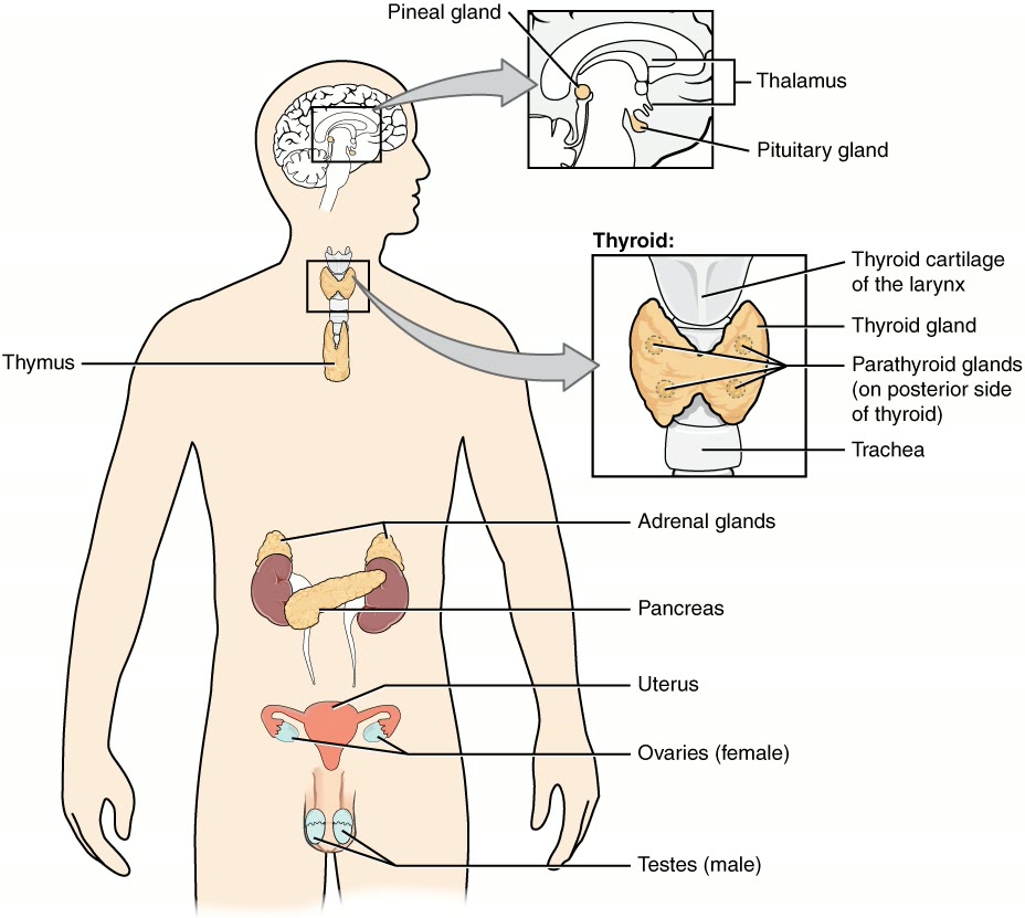 Ilustração anatômica: Glândulas endócrinas (Endocrine Glands)