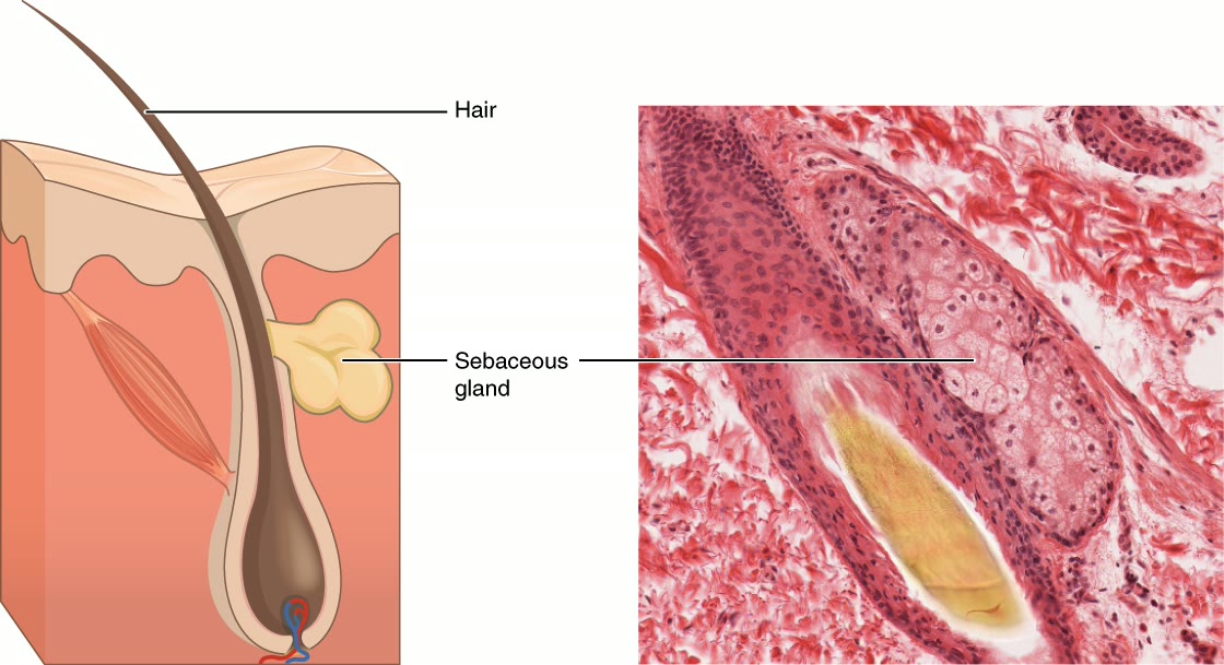 Ilustração anatômica: Glândulas sebáceas (Sebaceous glands)