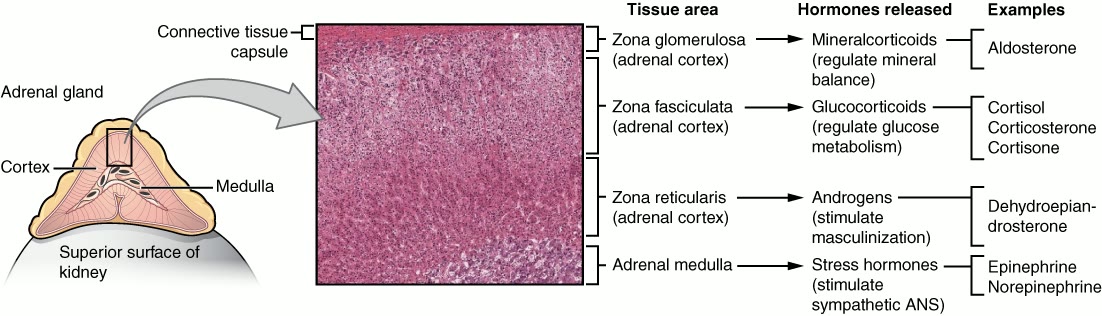 Ilustração anatômica: Glândulas suprarrenais (Adrenal glands)
