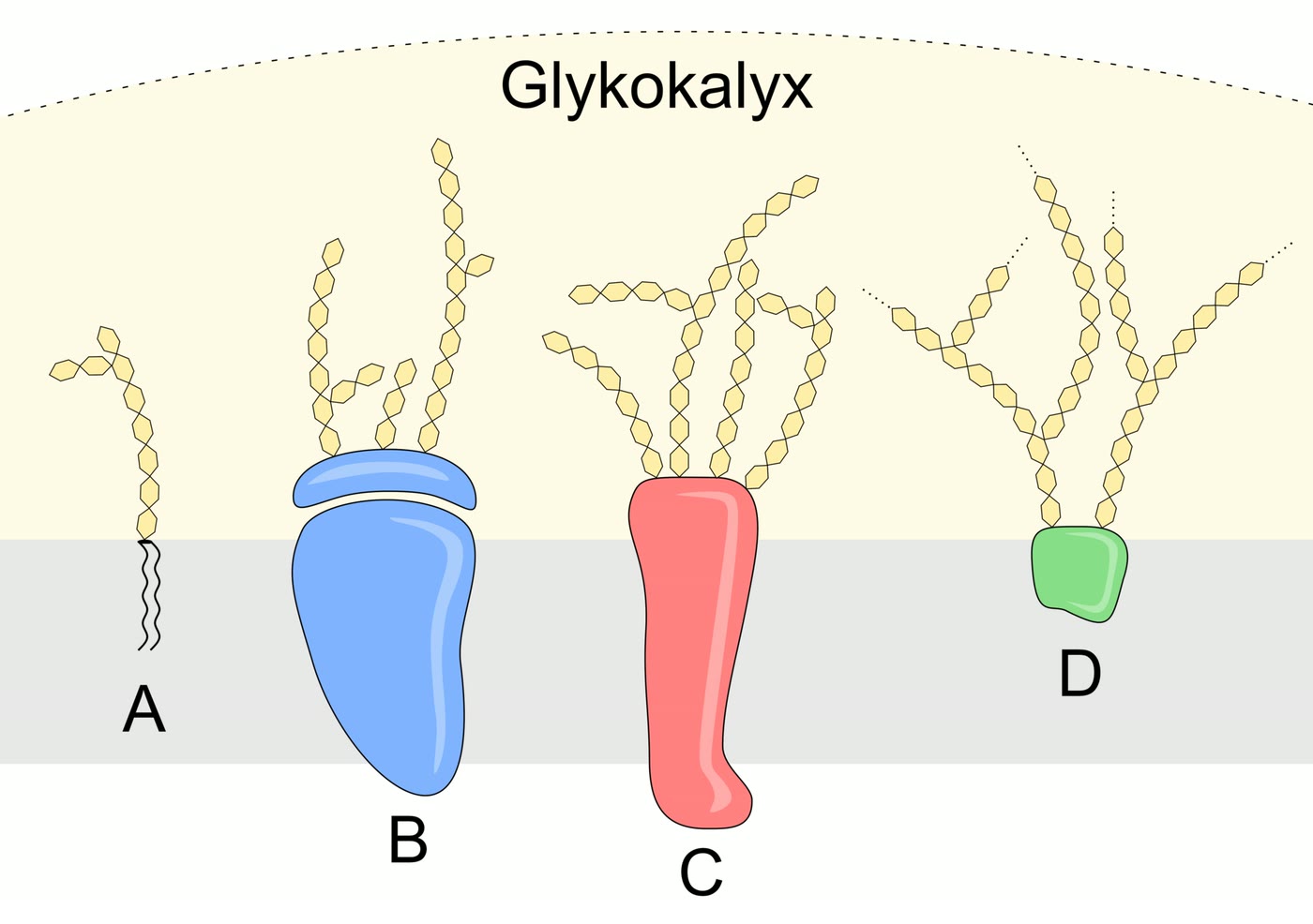 Ilustração anatômica: Glicocálice (Glycocalyx)