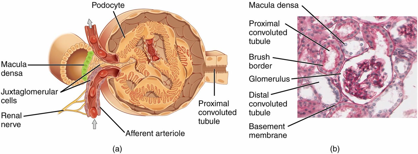 Esquema do corpúsculo renal com o glomérulo, os podócitos, a arteríola aferente e a mácula densa, e um corte microscópico de um glomérulo cercado por túbulos