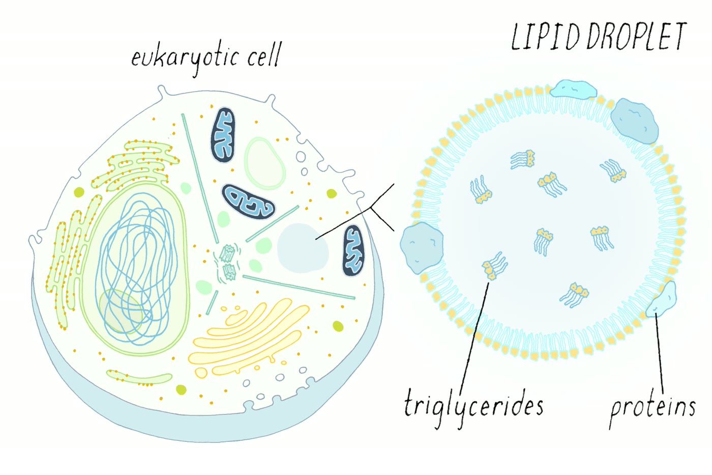 Ilustração anatômica: Gotícula lipídica (Lipid Droplets)