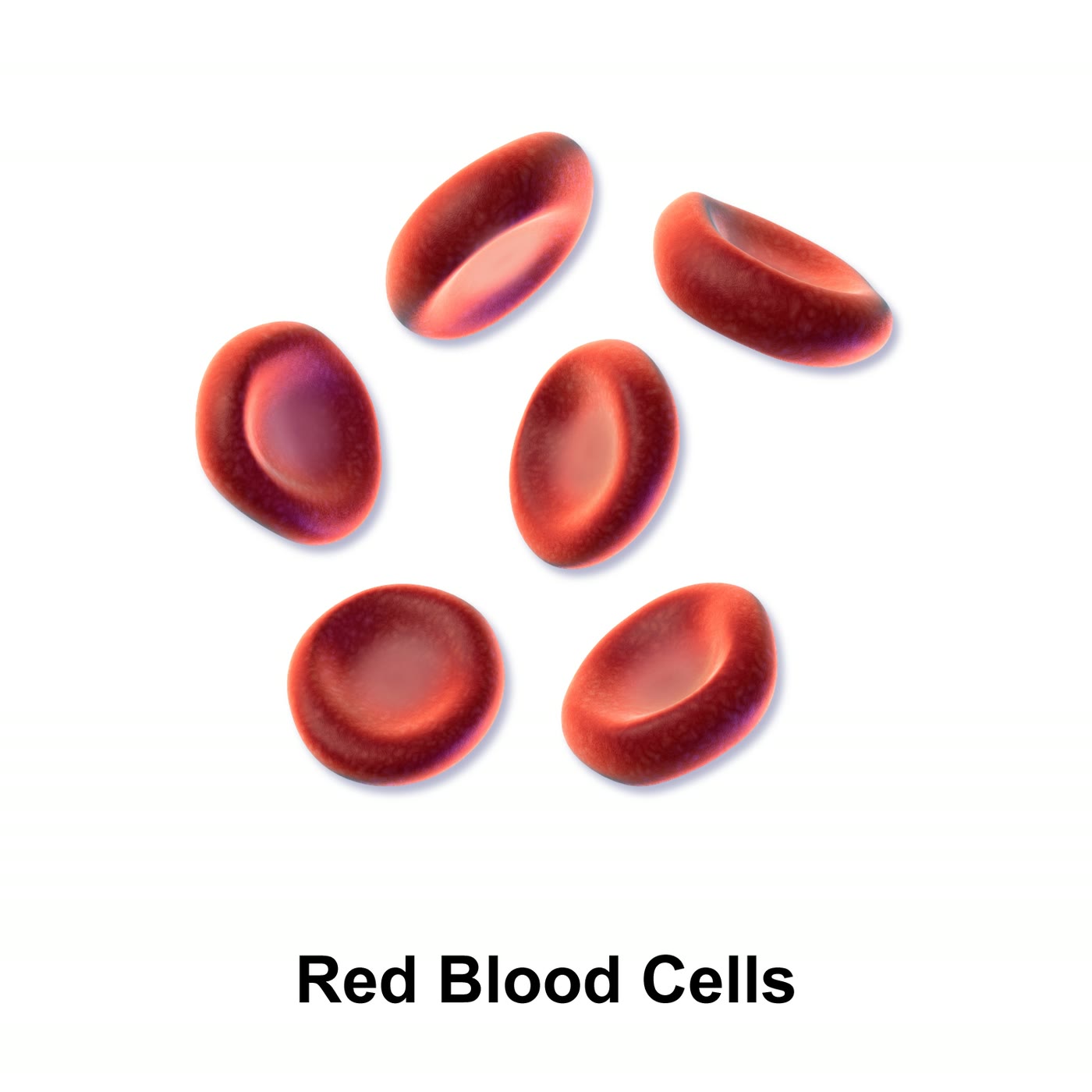 Ilustração anatômica: Hemácia (Erythrocytes)