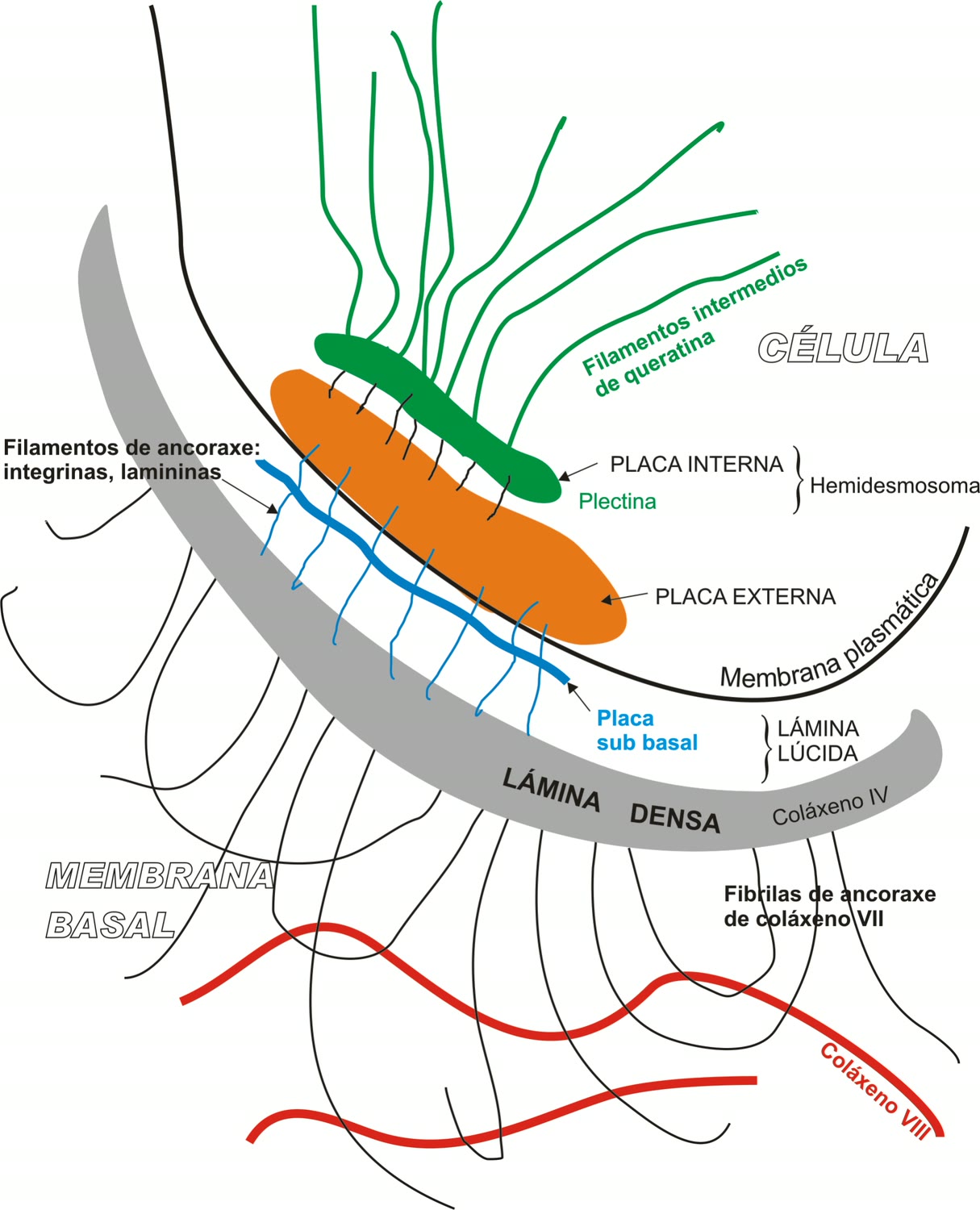 Ilustração anatômica: Hemidesmossomo (Hemidesmosomes)