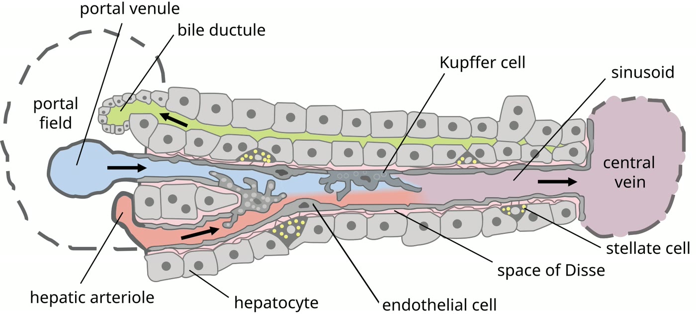 Esquema de parte de um lóbulo hepático, com hepatócitos, sinusoide, célula de Kupffer, célula estrelada e célula endotelial