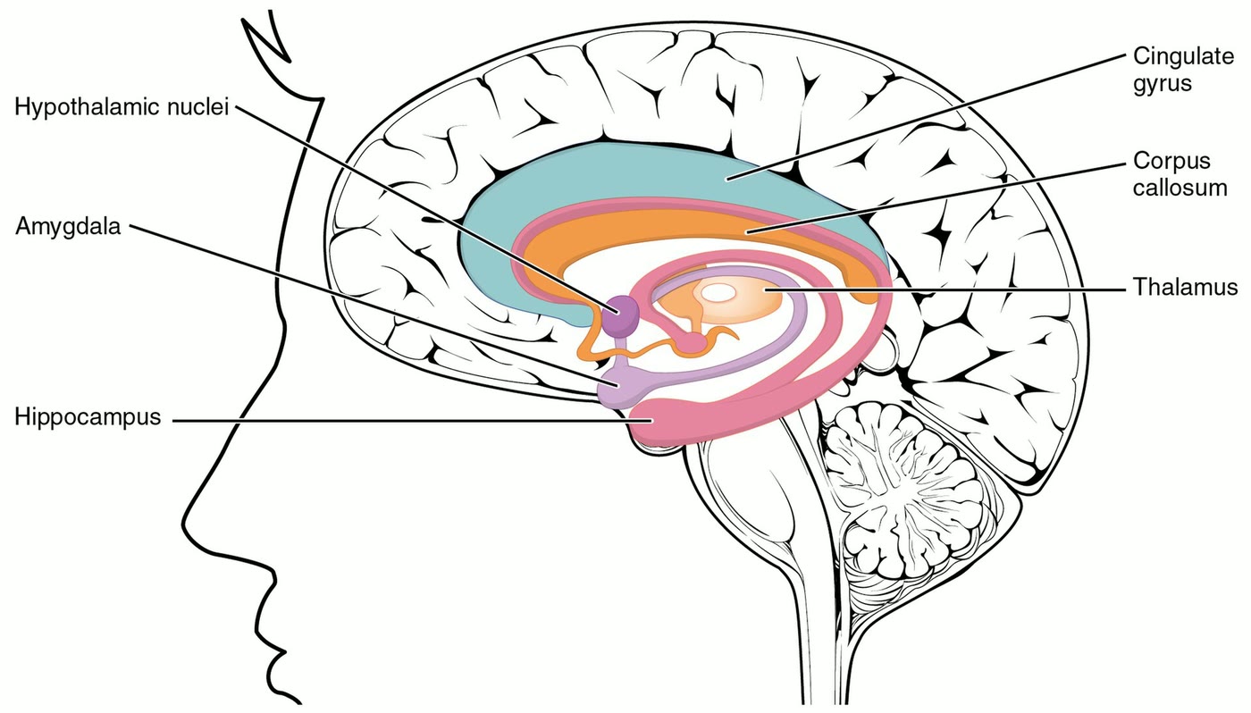 Ilustração anatômica: Hipocampo (Hippocampus)