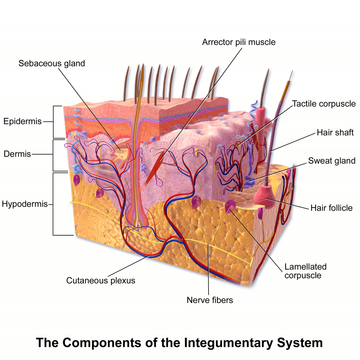 Ilustração anatômica: Hipoderme (Hypodermis (subcutaneous tissue))