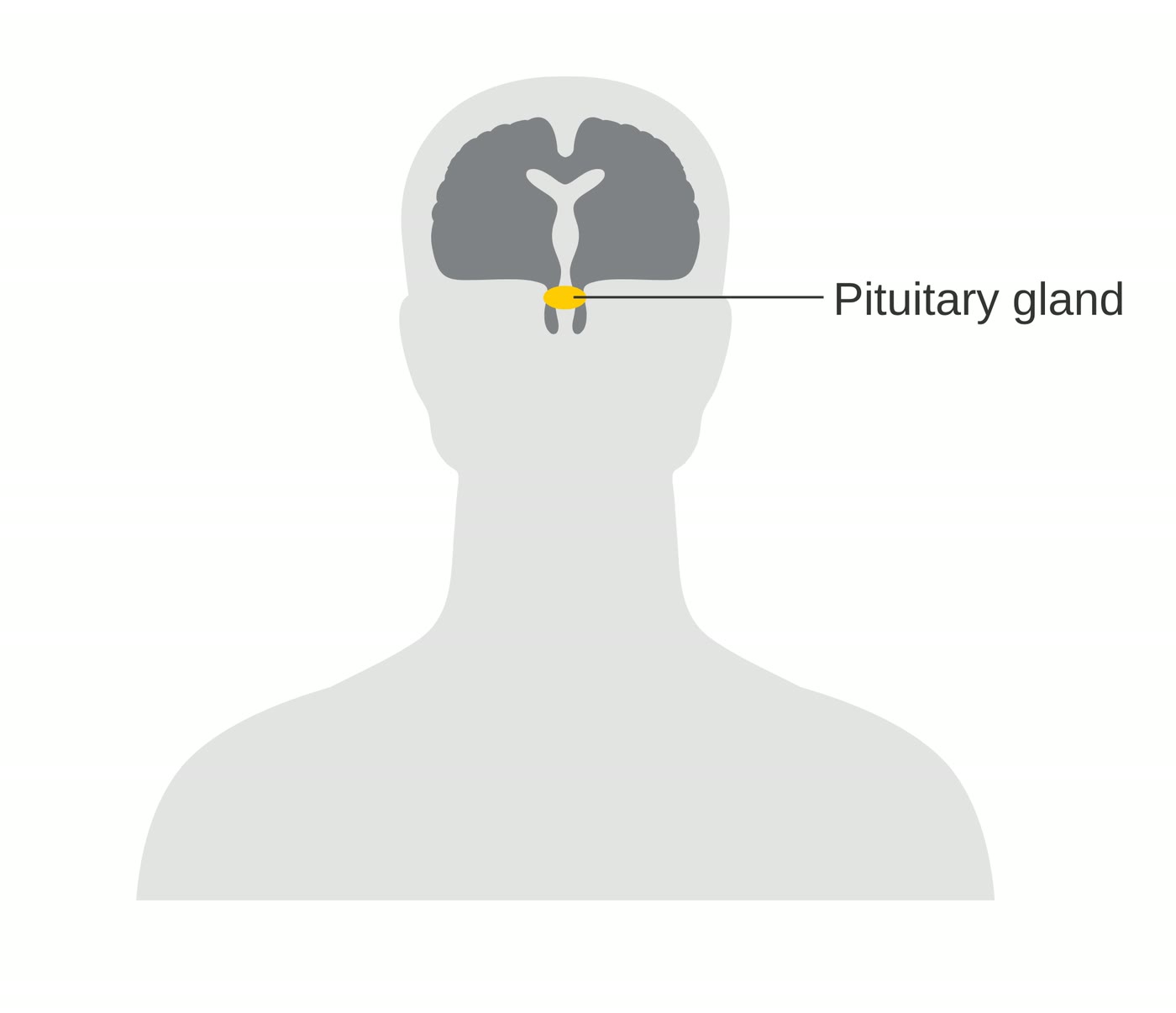 Ilustração anatômica: Hipófise (Pituitary gland)
