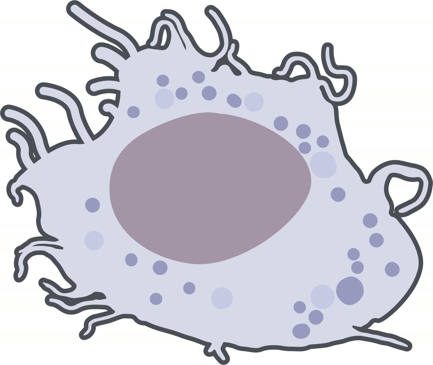 Ilustração anatômica: Histiócito (Histiocytes)