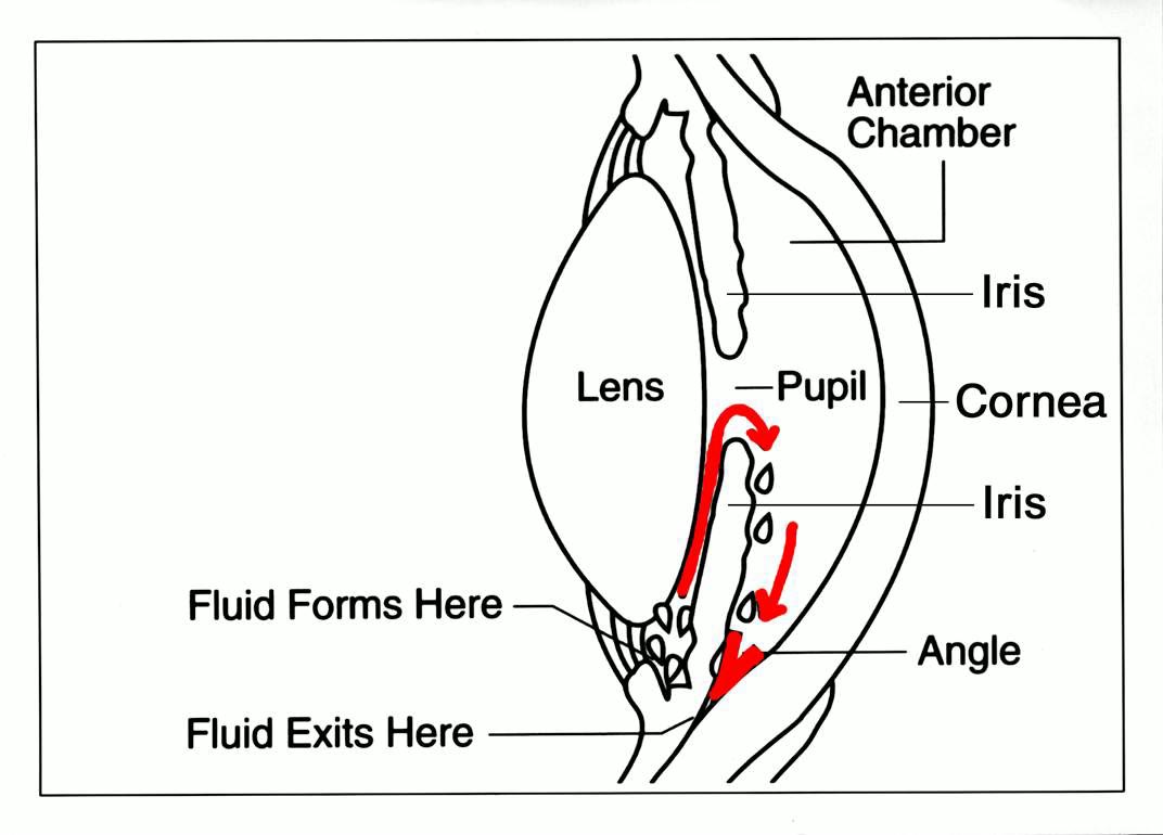 Esquema do segmento anterior do olho com as setas do fluxo do humor aquoso: onde se forma, passagem pela pupila e saída pelo ângulo