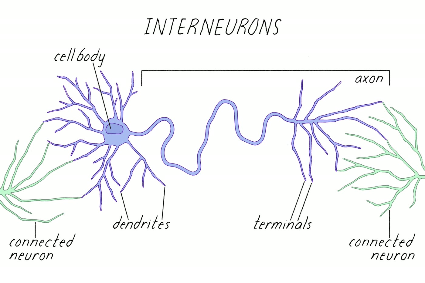Ilustração anatômica: Interneurônio (Interneurons)