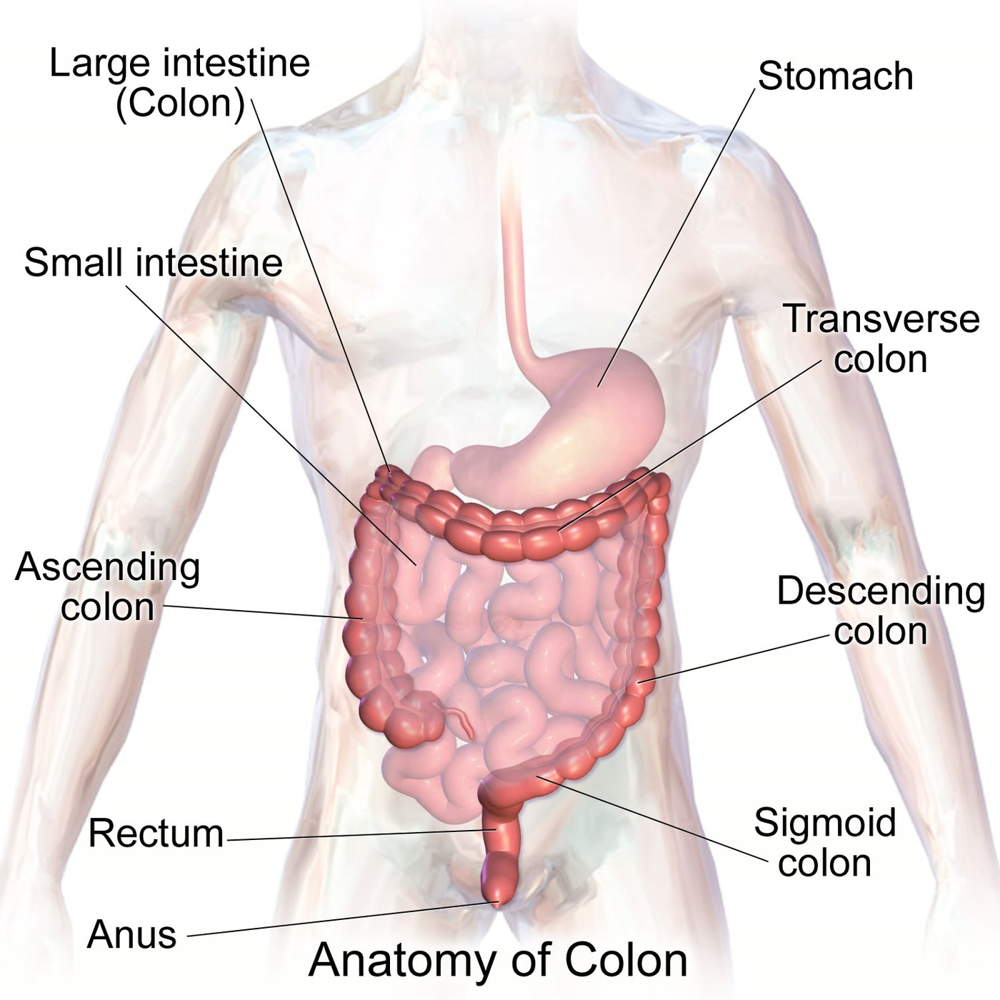 Ilustração anatômica: Intestino grosso (Large intestine)