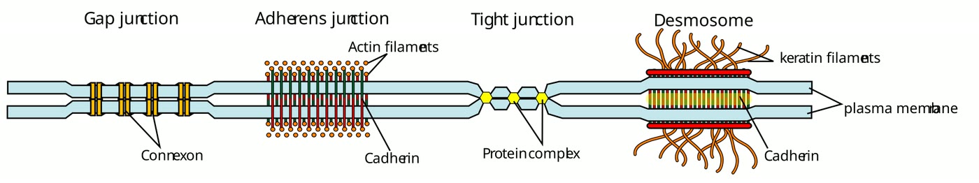 Ilustração anatômica: Junção intercelular (Intercellular Junctions)