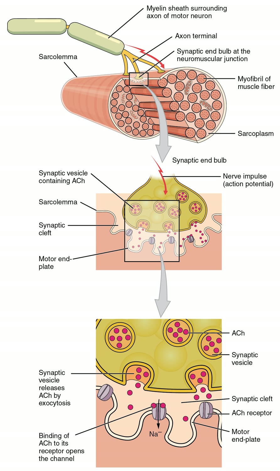 Ilustração anatômica: Junção neuromuscular (Neuromuscular Junction)