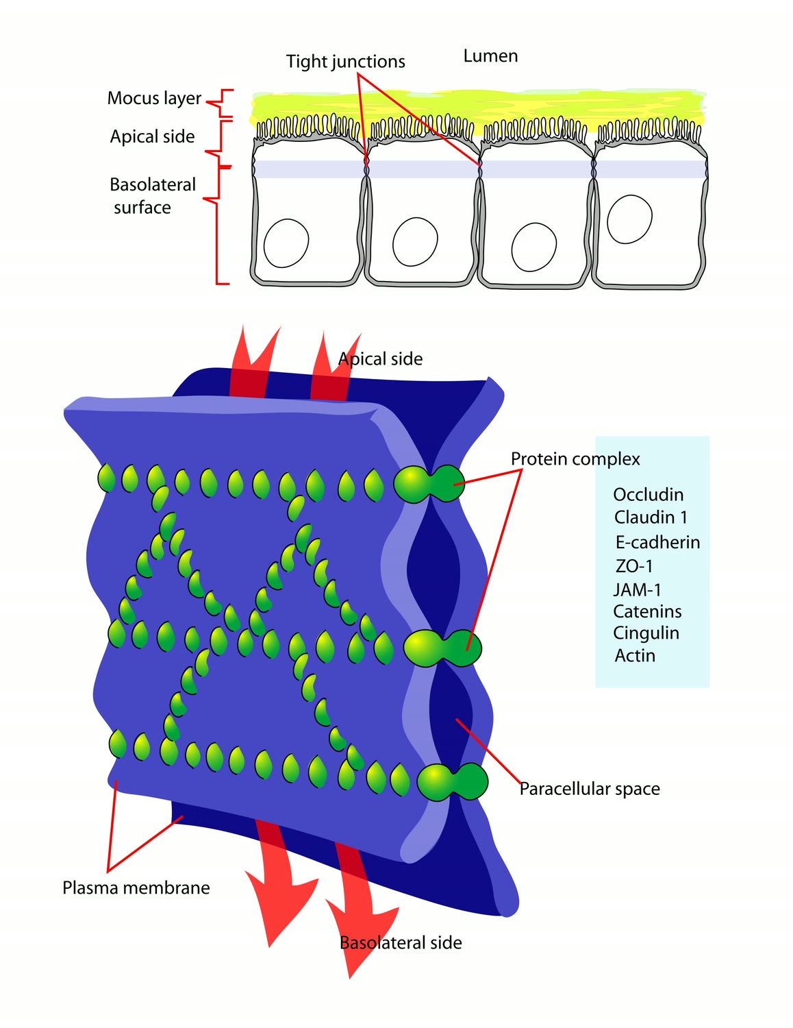 Ilustração anatômica: Junção oclusiva (Tight Junctions)