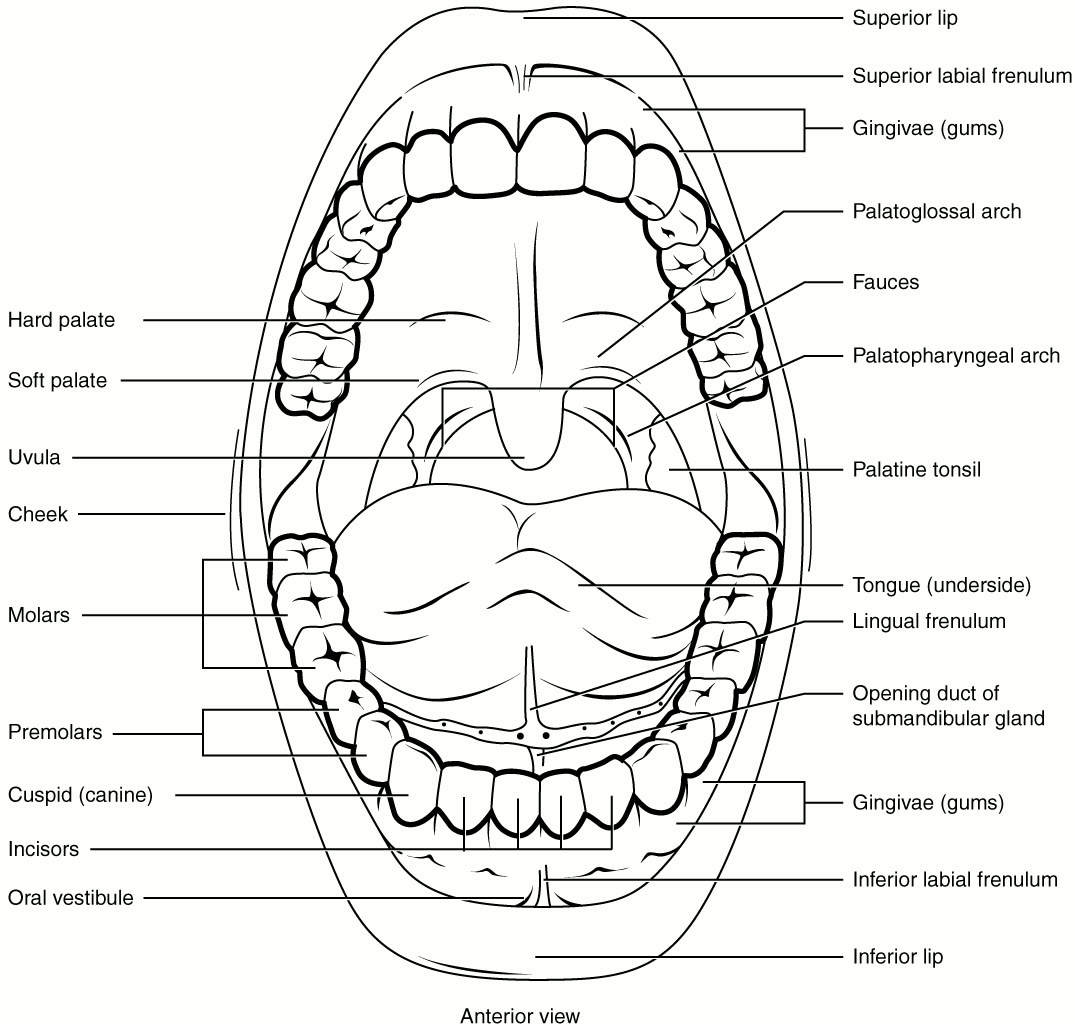 Ilustração anatômica: Lábio (Lip)
