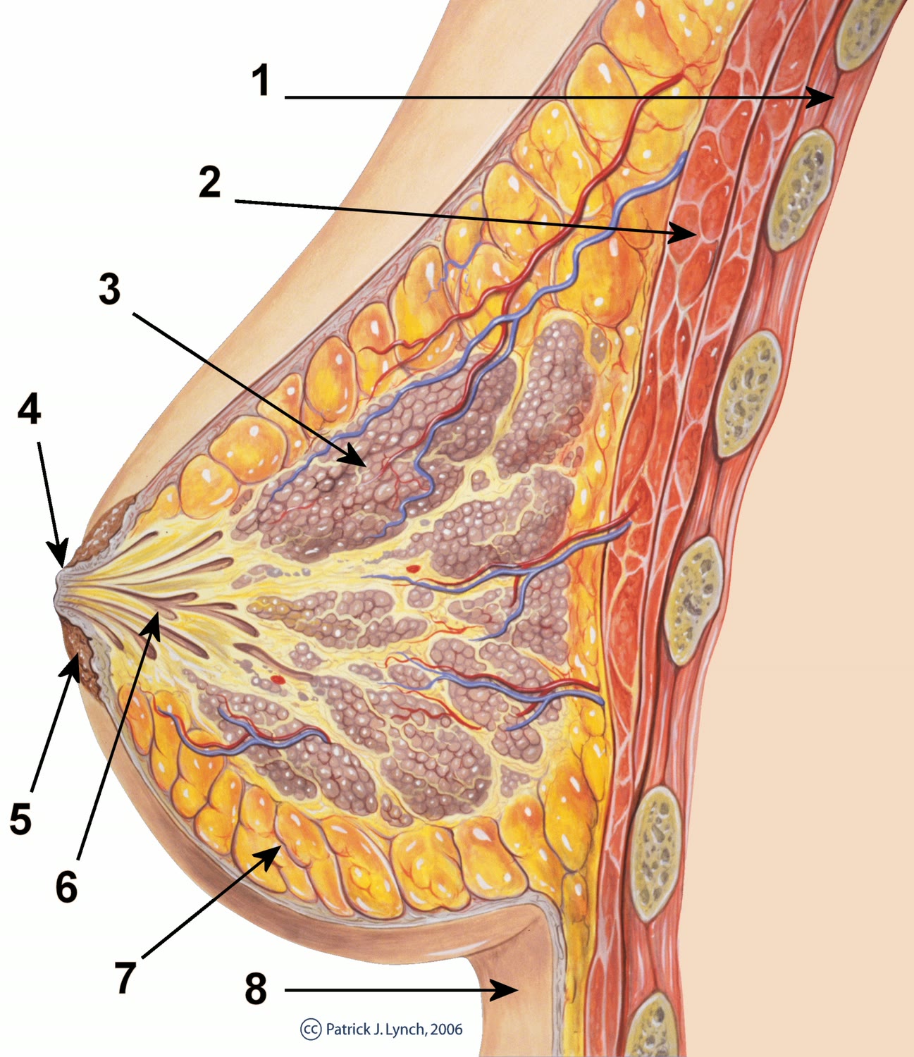 Ilustração anatômica: Leite materno (Milk, Human)