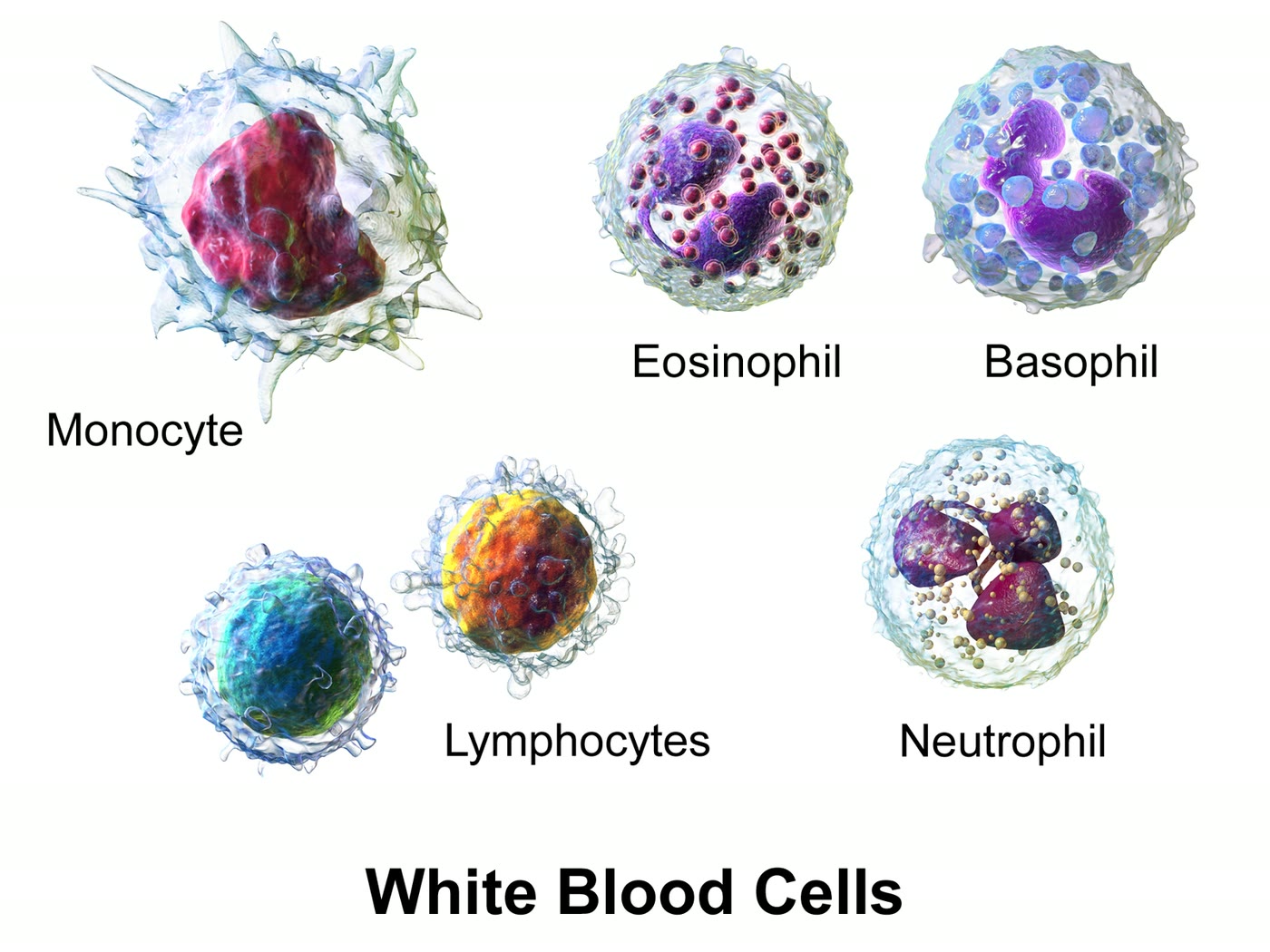 Ilustração anatômica: Leucócito (Leukocytes)